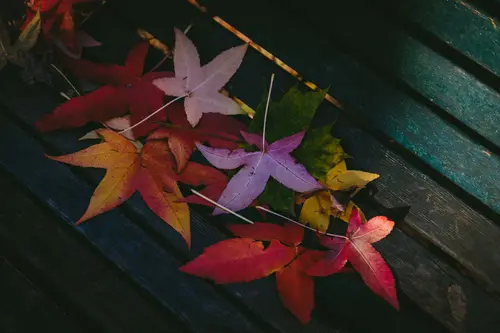 листья, осень, разноцветные, скамейка, темные, коричневые, красные