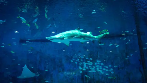 акула, рыбы, подводный мир, подводное царство, аквариум, вода, синие