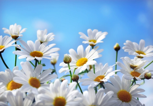 растения, цветы, ромашки, небо, голубые, белые