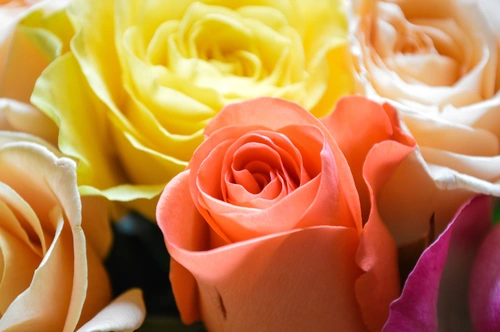цветок, цветы, роза, крупный план, розовый, розовые, желтый, желтые, персиковый, персиковые