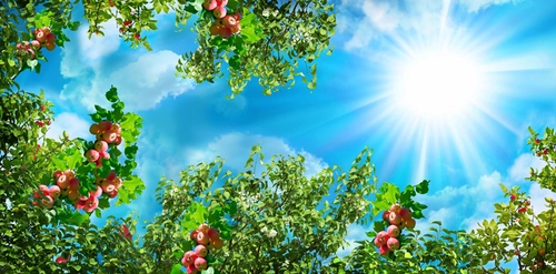 небо, солнце, облака, голубой, зеленый, голубые, зеленые, вид снизу, яблоки