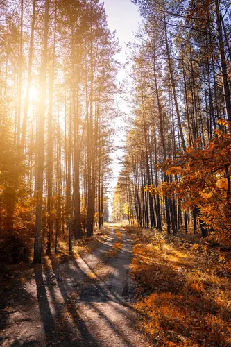 лес, дорога, осень, деревья, листья, растительность, природа, оранжевые