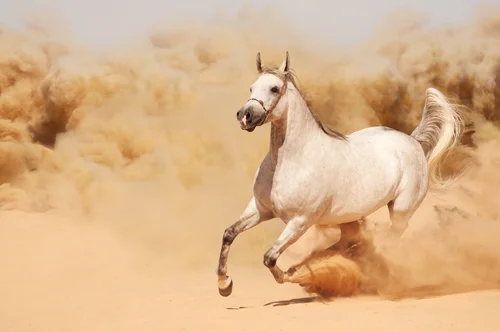 животные, лошадь, конь, рысак, скакун, пустыня, песок, пыль, бег, галоп, бежевые, белые