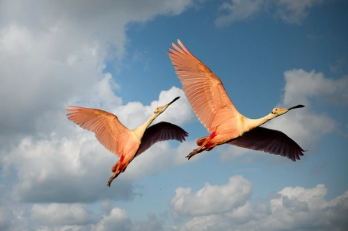 фламинго, розовый фламинго, птица, полет, небо, голубой, белый, бежевый, голубые, белые, бежевые