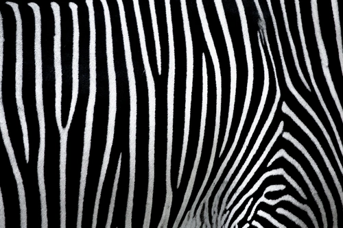 абстракция, абстрактные, графика, линии, узор, зебра, животные, текстура, фактура, имитация, белые, черные, черно-белые