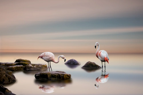 фламинго, море, камни, небо, вода, розовые, серые
