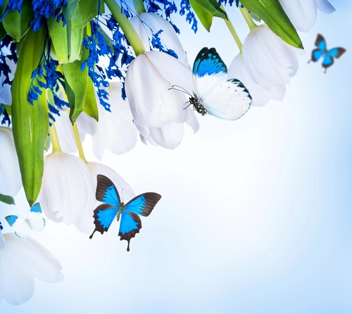 тюльпаны, бабочка, цветы, насекомые, зеленые, синие, белые