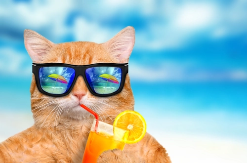 животные, кот, юмор, очки, фруктовый коктейль, пляж, лето, голубые, бежевые