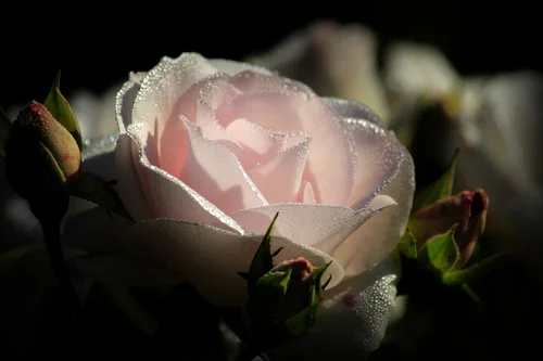 роза, цветок, цветы, капли, капли росы, темные, черные, розовые, любовь, романтика, романтичные