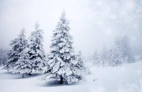 снег, зима, лес, мороз, белые, деревья