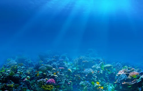 риф, море, океан, синие, свет