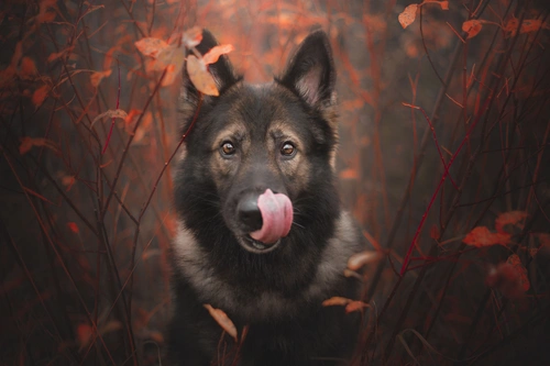 собака, ветки, язык, природа, трава, листья, коричневые, красные