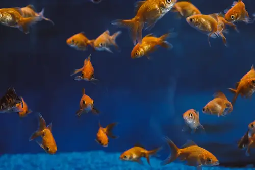 рыба, рыбы, подводный мир, подводное цаство, море, океан, вода, аквариум, синие, оранжевые