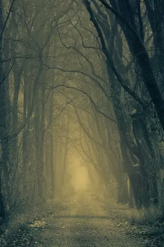 лес, туман, черно-белый, деревья, дорога, даль, серый, черный, серые, черные, природа