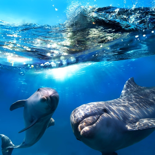 океан, дельфины, волны, животные, синие, серые