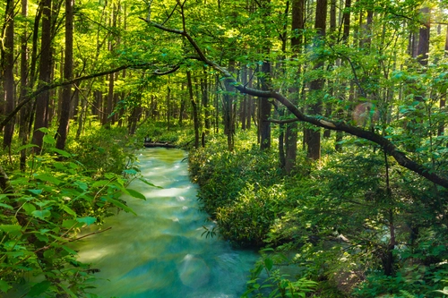 река, топь, лес, деревья, япония, зеленые, болото