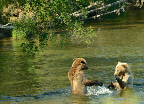 медведи, лес, природа, река, животные, зеленые, коричневые