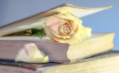 роза, цветы, цветок, книга, романтика, светлые, голубые, бежевые, желтые