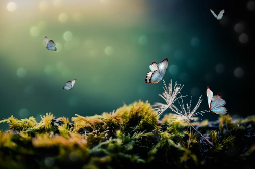 бабочка, бабочки, микромир, растительность, капли, синие, зеленые, черные, голубые