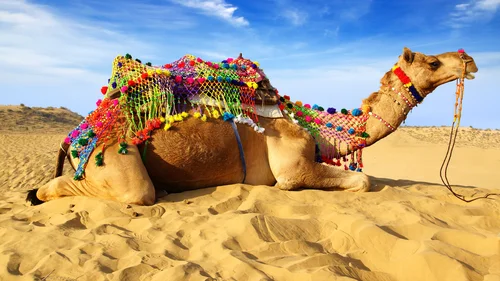 животные, верблюд, пустыня, небо, песок, седло, голубые, бежевые