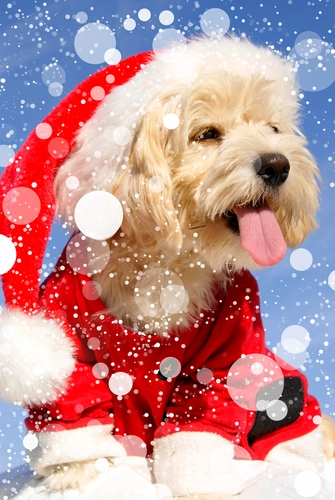 собака, животные, снежинки, новый год, красные, бежевые, коричневые