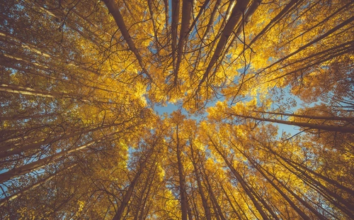 лес, деревья, небо, вид снизу, осень, жёлтые, коричневые, голубые