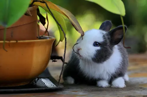 кролик, белый, черный, зеленые, животные