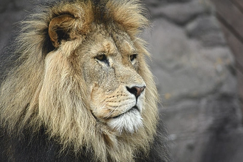 лев, царь зверей, хищник, зверь, зоопарк, серые, бежевые