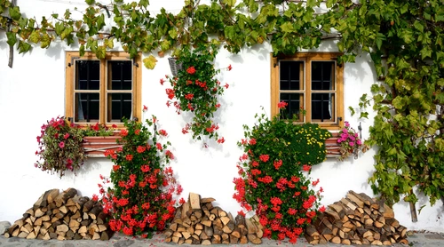 дом, цветы, виноградная лоза, дрова, окна, белый, белые, красный, красные, зеленый, зеленые