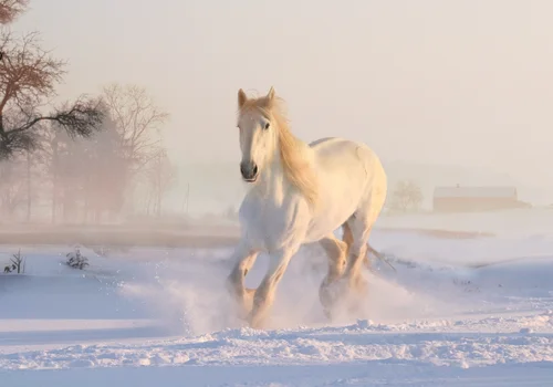 лошадь, лошади, конь, кони, животные, снег, зима, бег, светлые, голубые, белые