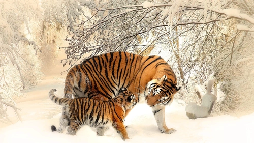 животные , Амурский тигр, снег