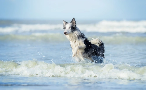 пес, океан, волны, берег, животные, голубые, белые