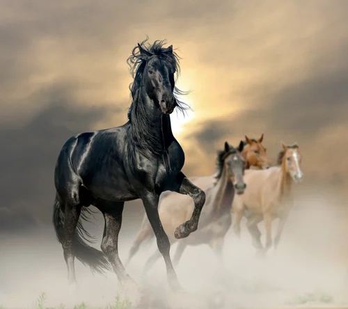 животные, кони, жеребцы, лошади, голоп, бег, коричневые, чёрные