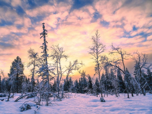 зима, финляндия, снег, лес, розовые, черные