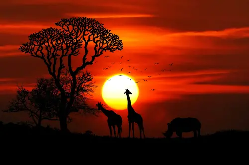 природа, пейзаж, ночь, закат, животные, птицы, жираф, носорог, дерево, деревья, черный, красный, оранжевый, желтый, черные, красные, оранжевые, желтые