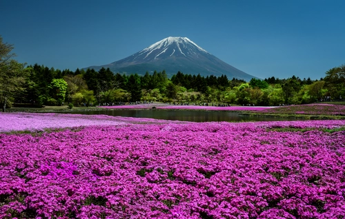 фудзи, япония, цветы, синие, розовые природа