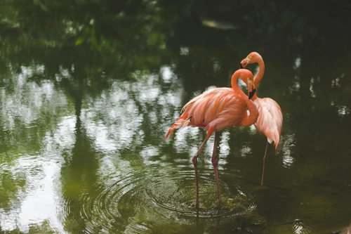 фламинго, розовые, пруд, птицы, природа, зеленые