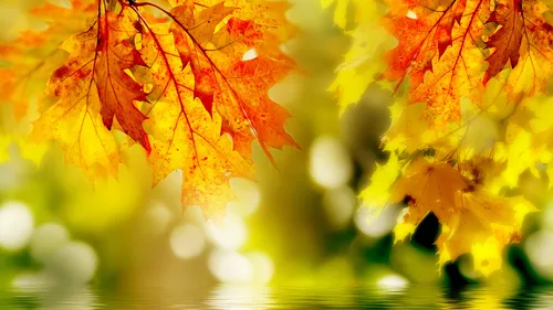 кленовые листья, осень, вода, блики солнца, жёлтые, оранжевые