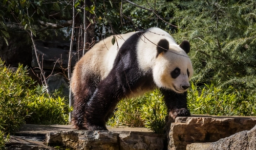 панда, зоопарк, животные, белые, черные, зеленые