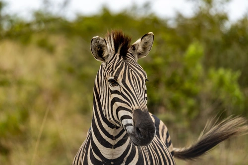 зебра, звери, животные, дикие, сафари, зоопарк,  черные, белые, зеленые