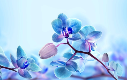 цветы, орхидеи, растение, ветвь, лепестки, голубые