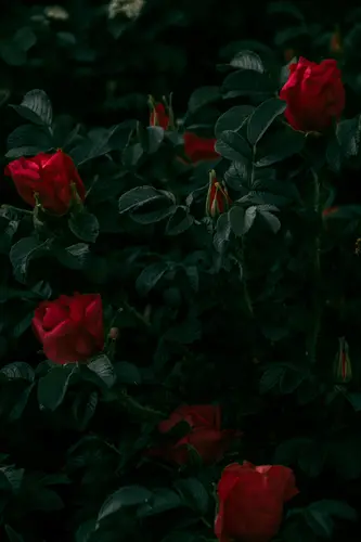 роза, розы, цветы, цветок, черный, зеленый, красный, черные, зеленые, красные
