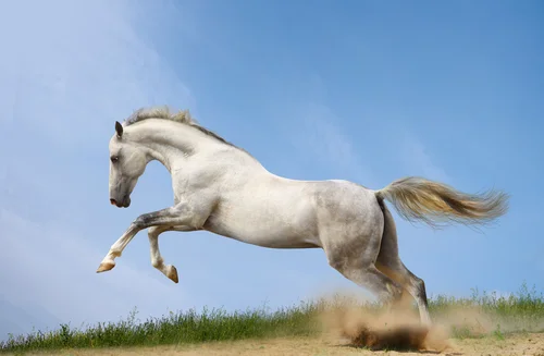 животные, кони, лошади, рысак, жеребец, небо, трава, песок, голубые, белые