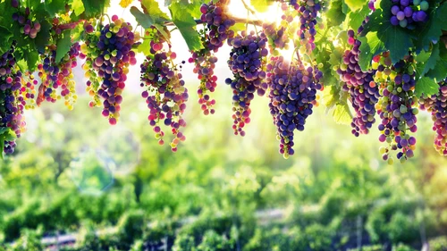 виноград, лоза, ягоды, трава, листья, зелёные, фиолетовые