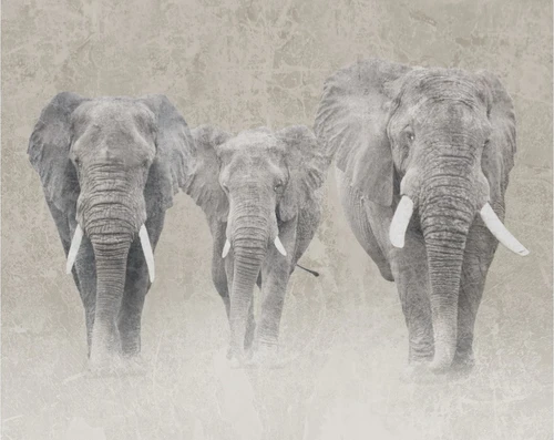 Африка, слон, слоны, животные, серый, серые