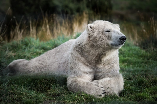 белый медведь, север, животные, белые, зеленые