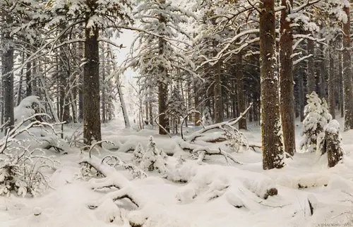 снег, зима, лес, сосны, деревья, природа, белые, коричневые