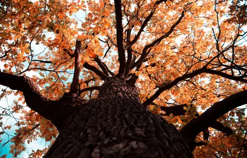 природа, дерево, вид снизу, листья, ветви, осень, коричневые
