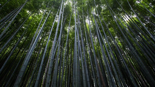 лес, деревья, бамбук, листья, вид снизу, серые, зелёные