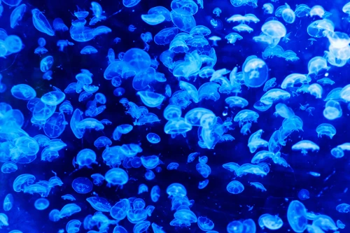 медуза, синие, темно, глубоко, рыбы, свечения, морской, природа, море, фон, полупрозрачный, прозрачный, подводный